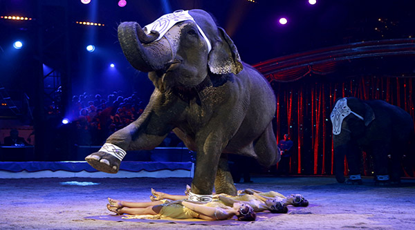 circus elephant