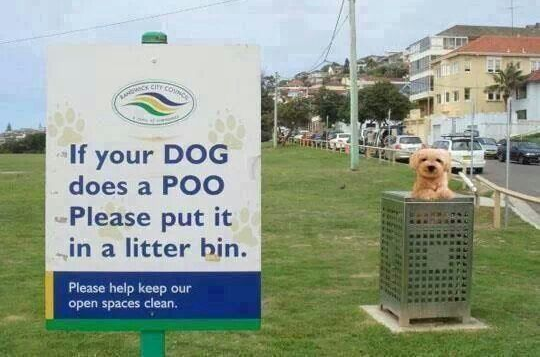 dog poo