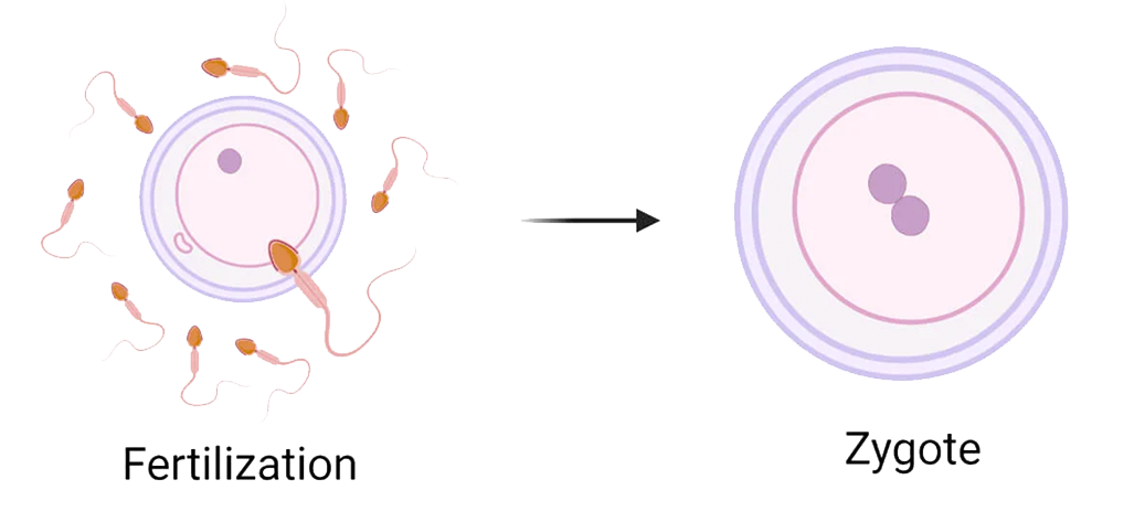 zygote